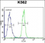 TCF21 Antibody (C-term)
